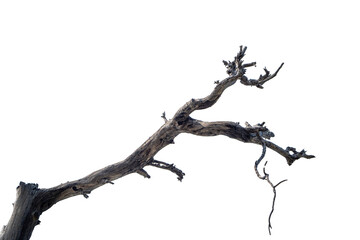 Branch of dead tree dry dead tree isolated on blank background  high resolution great details...
