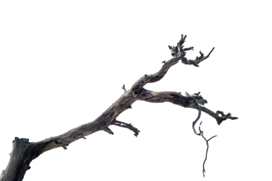 Branch of dead tree dry dead tree isolated on blank background  high resolution great details vibrant