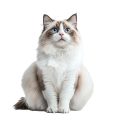Obraz premium Ragdoll cat with blue eyes sitting isolated on transparent background
