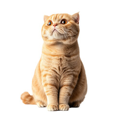 Scottish Fold cat sitting isolated on transparent background