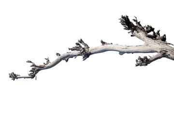 Branch of dead tree dry dead tree isolated on blank background  high resolution great details vibrant