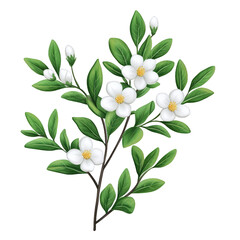Obraz premium Natural neroli twig with soft transparent flowers and oval green leaves isolated on a transparent background 