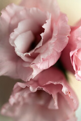 Closeup of Roses with delicate texture