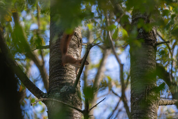 a brown squirrel in the tree during summer season. Sciurus vulgaris in the morning
