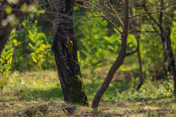 a brown squirrel in the tree during summer season. Sciurus vulgaris in the morning