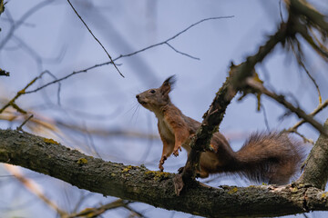 a brown squirrel in the tree during summer season. Sciurus vulgaris in the morning