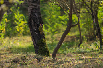 a brown squirrel in the tree during summer season. Sciurus vulgaris in the morning