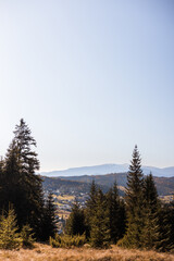 autumn in the forest with colorful trees and leaves Carpathians