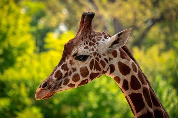 Closeup side portrait of a giraffe's head with a lush, sunny blurred background