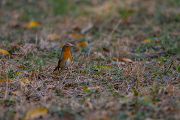 Robin portrait sitting on the ground during fall season. Erithacus rubecula facing the camera in a cold morning