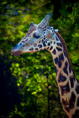 closeup of Giraffe looking cute standing 