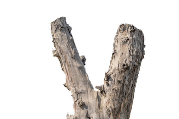dry dead tree branch isolated white background high resolution vibrant
