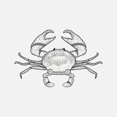 Retro engraving style crab, a crustacean. Seafood in vintage style, black and white, and gray.