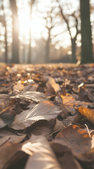 Closeup of fallen leaves in a forest with sunlight shining through the trees.