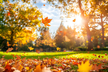 Foliage in the park. Autumn fall leaves of maple trees. Autumn fall leaves in sunlight. Natural autumn background. Autumnal background. Foliage, falling leaves background. Autumn leaf. Autumnal mood.