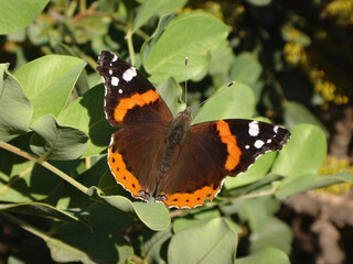 Red admiral (Vanessa atalanta) butterfly basking in the autumn sun on a carob shrub
