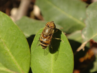 Band-eyed drone fly (Eristalinus taeniops), male stting on a carob shrub leaf