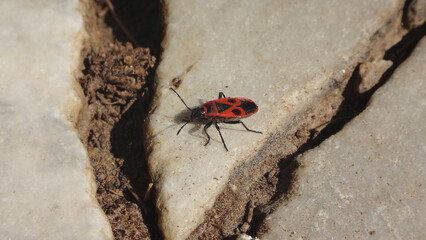 Firebug (Pyrrhocoris apterus) on a broken marble pavement tile
