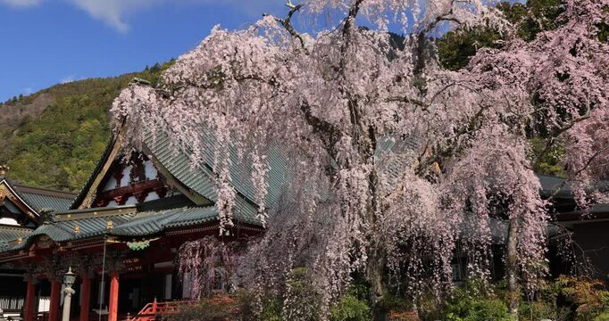 見延山久遠寺の祖師堂と枝垂桜　山梨県
