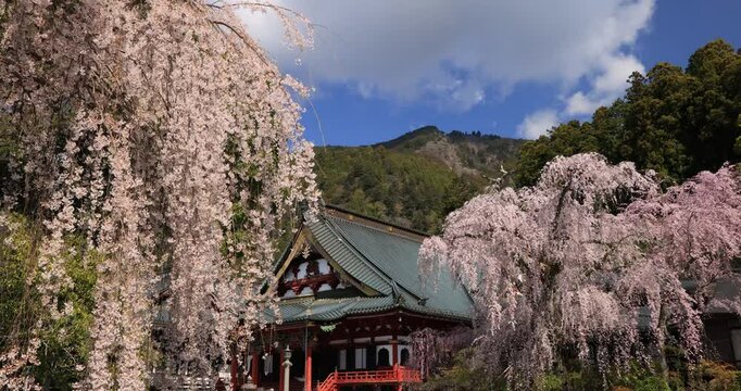 見延山久遠寺の祖師堂と枝垂桜　山梨県
