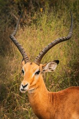 Male impala gazelle standing in grassy field at Akagera National Park, Rwanda