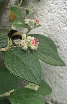 Closeup of a bumblebee on a white Silverleaf cotoneaster flower