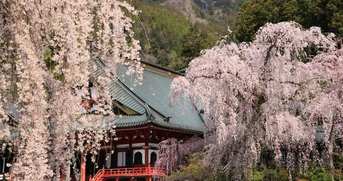 見延山久遠寺の祖師堂と枝垂桜　山梨県
