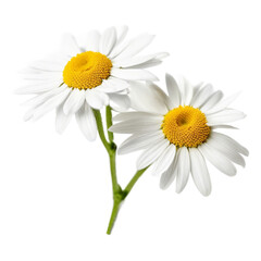 Obraz premium Chamomile - Generative A.I
