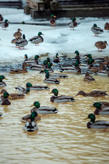 ducks on ice