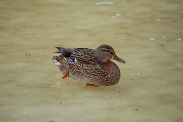 ducks on ice