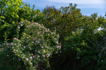 The brier medicinal plant in its natural environment. Pink scented flower scientifically called Rosa Canina queen of wild strawberries or rosehip