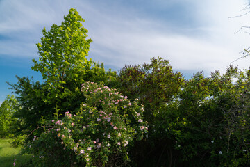 The brier medicinal plant in its natural environment. Pink scented flower scientifically called Rosa Canina queen of wild strawberries or rosehip