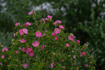 Obraz premium The brier medicinal plant in its natural environment. Pink scented flower scientifically called Rosa Canina queen of wild strawberries or rosehip