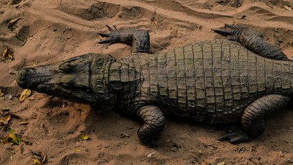 Cuerpo de cocodrilo vista superior 