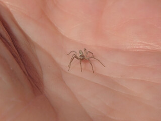 European nursery web spider (Pisaura mirabilis), tiny juvenile sitting on a palm o human hand