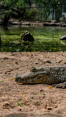 Rostro de cocodrilo en habitad