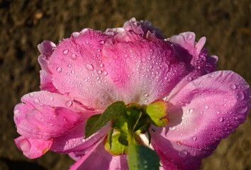 rózowa piwonia chińska, kwiat piwoni z tyłu pokryty rosą, (Paeonia lactiflora), Chinese peony,...