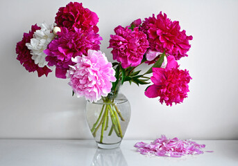 rózowe i białe piwonie chińskie w szklanym wazonie na stole, Paeonia lactiflora, Chinese peony in vase, Chinese herbaceous peony, common garden peony  © kateej