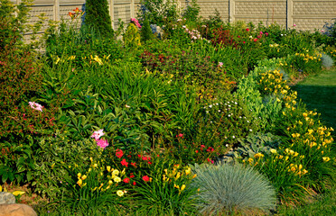kolorowa rabata kwiatowa otoczona niskimi liliowcami odmiany Stella d'Oro, kwietnik otoczony obwódką z żółtych liliowców, Hemerocallis, Stella D'Oro Daylily Garden
