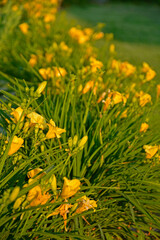 rabata kwiatowa z niskimi liliowcami odmiany Stella d'Oro, kwietnik otoczony obwódką z żółtych liliowców, Hemerocallis, Stella D'Oro Daylily Garden
