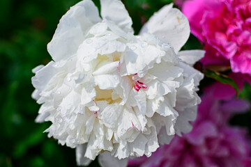 biała piwonia chińska (Paeonia lactiflora), Chinese peony, Chinese herbaceous peony, common...