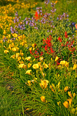 kolorowa rabata kwiatowa otoczona niskimi liliowcami odmiany Stella d'Oro, kwietnik otoczony obwódką z żółtych liliowców, Hemerocallis, Stella D'Oro Daylily Garden
