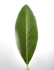 Obraz premium Olive Leaf isolated white background