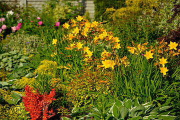 piękny ogród, rabata z bylinami i krzewami w wiosennym ogrodzie, kolorowa rabata w ogrodzie, flowerbed with perennials, Liliowiec Dumortiera, Hemerocallis dumortieri, gardem design  © kateej