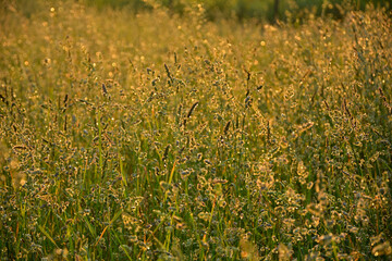 kwitnące, dzikie trawy w słońcu, dzika trawa na łące w promieniach słońca, Blooming wild high grass in nature at sunset, Close up of wild grass in the meadow at sunset background  © kateej