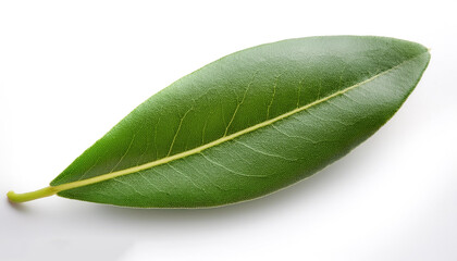 Fototapeta premium Olive Leaf isolated white background