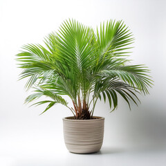 Obraz premium Palm in a pot isolated white background