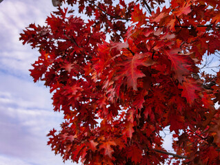 autumn, leaves, tree, oak, fall, plant, branches, nature, colors