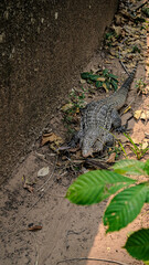 Dragon komodo caminando en zoológico 
