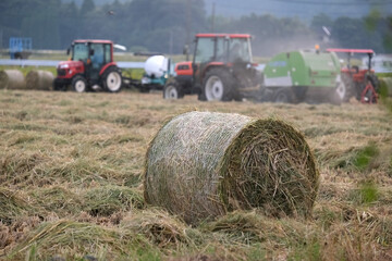 稲の収穫後の稲わらロール